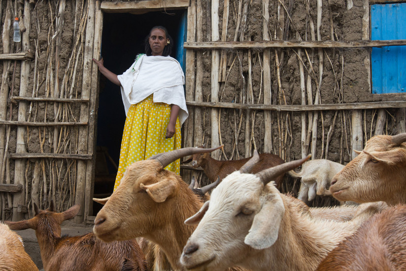 A woman stands with her livestock, Ethiopia