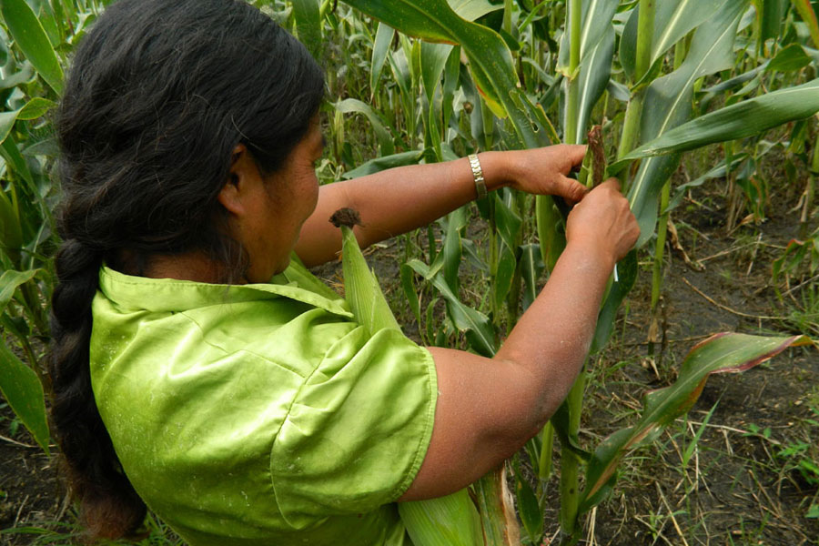 without crops without water mexico