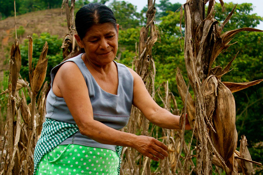 without crops without water mexico