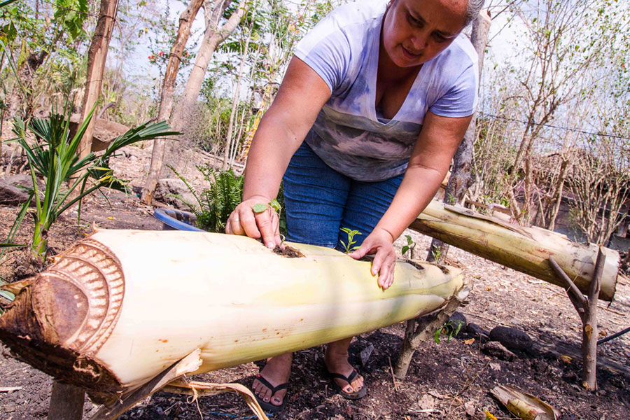 rethinking agriculture nicaragua