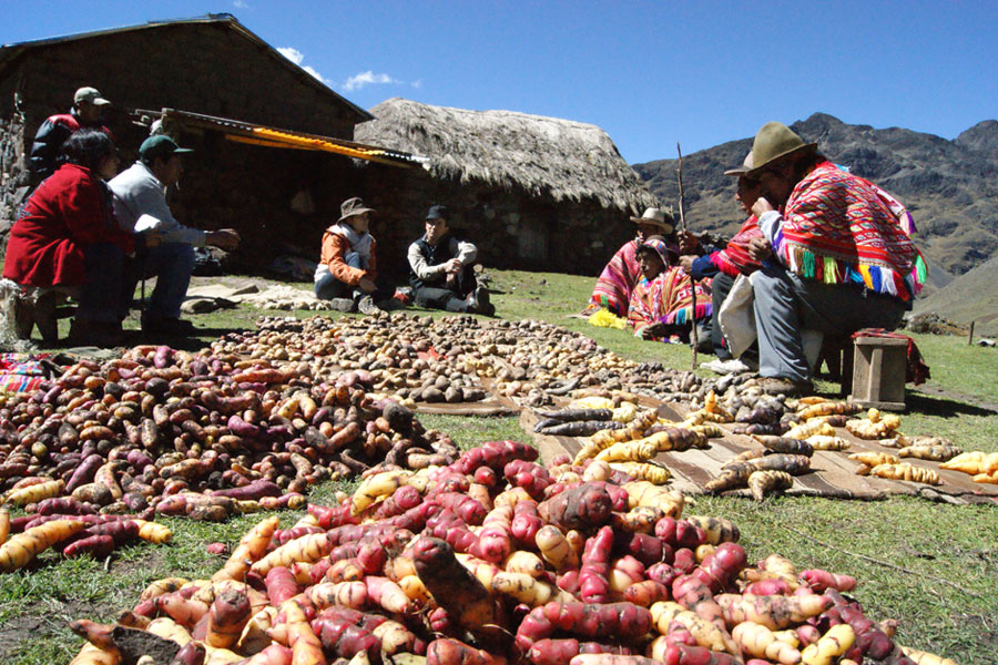 mountain potatoes peru