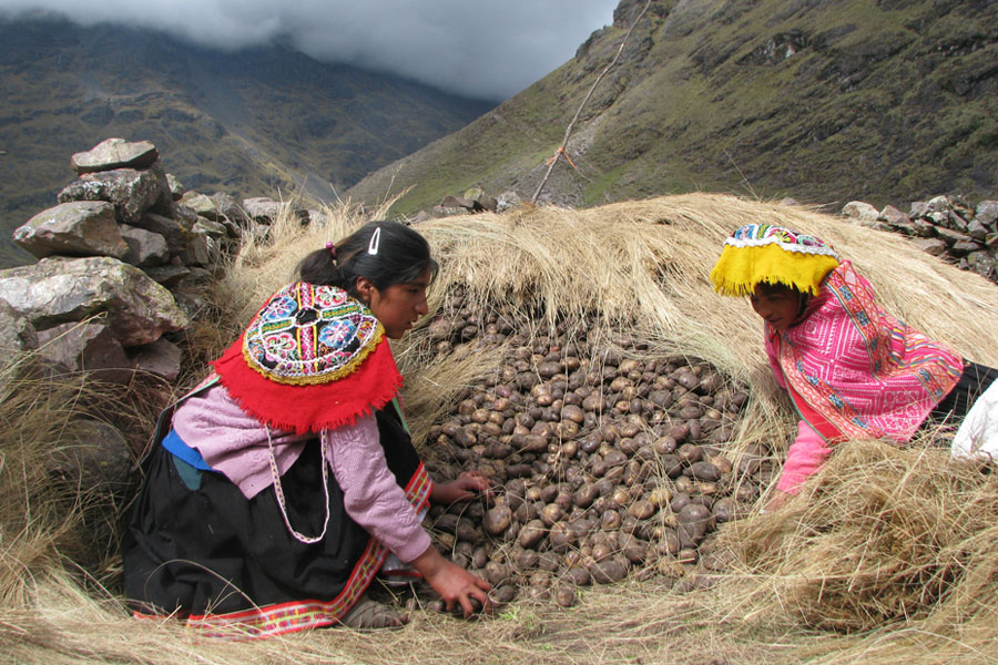 mountain potatoes peru