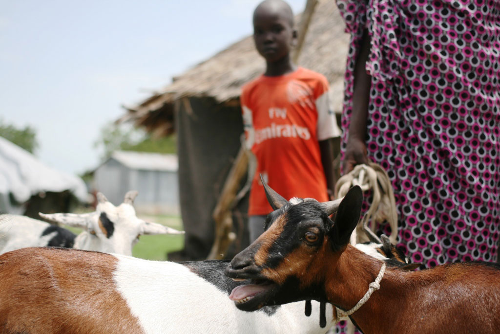 A boy stands with goats in South Sudan