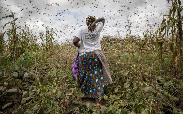 A farmer trying to chase locusts away in Katitika village, Kitui county, Kenya A farmer trying to chase locusts away in Katitika village, Kitui county, Kenya