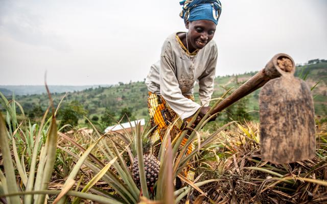 Valerie Mukangerero (53 yrs) works in her pinapple farm in Rwamurema village, Eastern Rwanda, Kirehe District.
