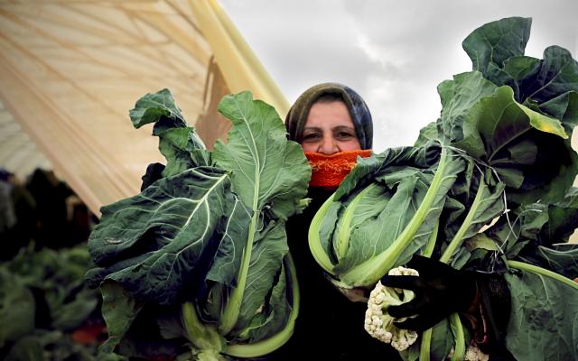 A Syrian refugee woman with a harvest of cauliflower, to be sold at the local market.