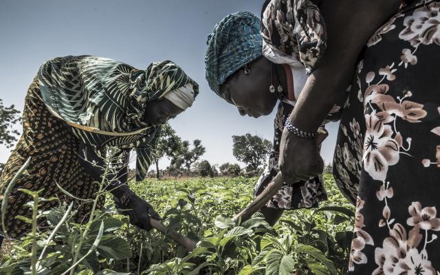 Alizeta applies organic compost on her crops, with the help of another farmer. 