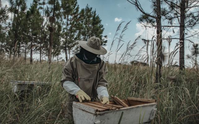 Francis Oloya is a visually impaired beekeeper from Amuru, northern Uganda.