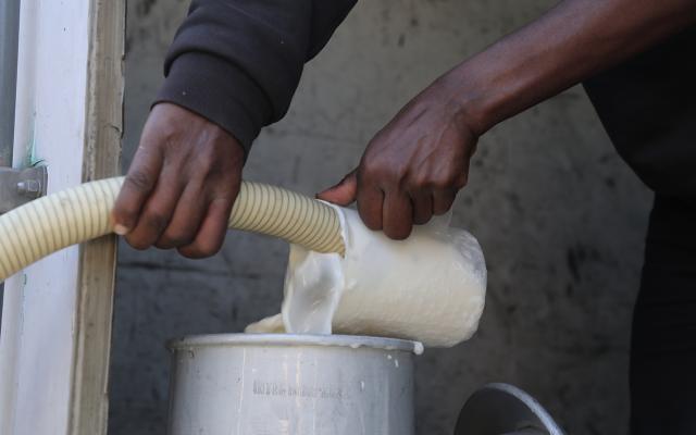 Chilled milk is transferred from the cooperative’s chiller tank into a Garden Dairy transport can, ready for safe delivery to the processing site.