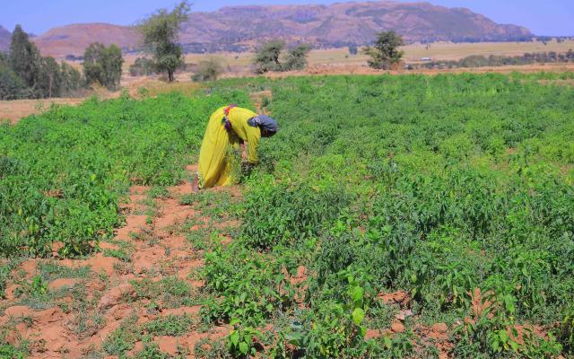 Farming remains a key source of livelihood in Tsimbla woreda, where Ms. Feleg G/mariam works her field.