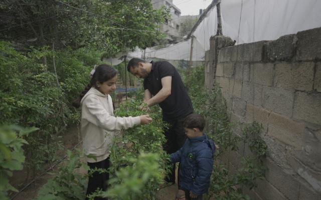 Samy is checking the plants that he is growing in his home garden in Gaza City with his children.