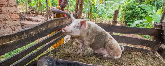 La ganaderia es una parte clave de la misión de Planificación Agrícola Integrada de Oxfam en las zonas rurales de Burundi. Calinie y su familia han aprendido a cuidar de su ganado de manera más eficiente, utilizando el estiércol para fertilizar los cultivos. Crédito: Lisa Murray / Oxfam