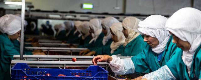 L'entreprise Messem est membre de la plateforme de producteurs de fraise au Maroc et participe depuis 2015 au projet d'Oxfam dans ce secteur. Pendant la haute saison, elle emploie plus de 2 000 personnes, dont plus de 90 % de femmes. Crédit : Bekki Frost / Oxfam