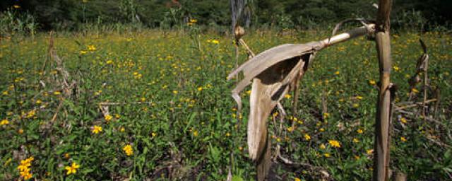 flor-de-muerto-488.jpg flor-de-muerto-488.jpg