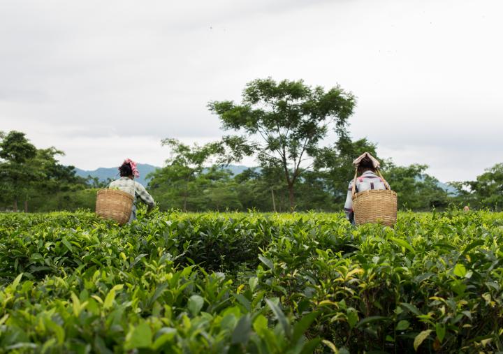 Assam, India, has the largest area under tea plantation in the world, and yet the conditions of their labour lines are one of the worst.