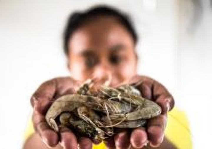 ¿Qué están haciendo los supermercados para proteger a las personas que producen nuestros alimentos? Foto: Adrian Mulya / The Sustainable Seafood Alliance Indonesia ¿Qué están haciendo los supermercados para proteger a las personas que producen nuestros alimentos? Foto: Adrian Mulya / The Sustainable Seafood Alliance Indonesia