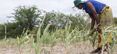 A farmer, who received improved seeds from Oxfam and partner Aquaculture Zimbabwe. This initiative was aimed at improving the livelihoods in the arid region by supporting farmers living outside the Ruti Irrigation Scheme in Gutu District, Zimbabwe. Women farmer in her field farming