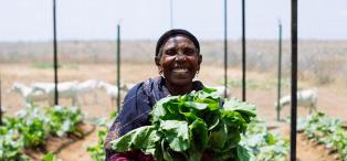 Buke Gabasa Halake, Biqiltu Women Group Chairlady holds up kale from the group's kitchen garden. The kitchen garden is part of the Oxfam Kenya's resilience and livelihoods building project for drought-affected communities in Marsabit.
